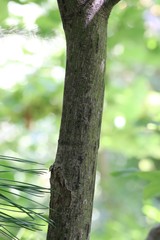Acer tegmentosum