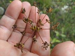 Peucedanum tauricum