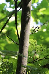 Acer tegmentosum