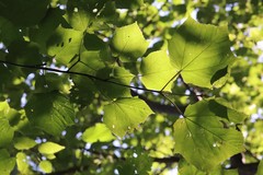 Acer tegmentosum