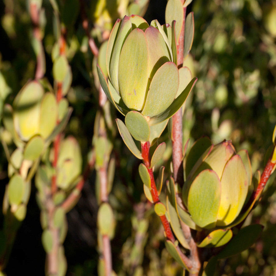 Piketberg Conebush