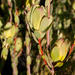 Leucadendron discolor - Photo (c) Carina Lochner, μερικά δικαιώματα διατηρούνται (CC BY-NC), uploaded by Carina Lochner