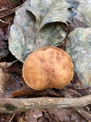 Hemileccinum rubropunctum
