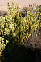 Leucadendron discolor