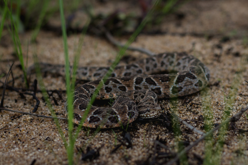 Bothrops neuwiedi