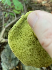 Hemileccinum rubropunctum