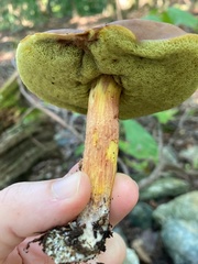 Hemileccinum rubropunctum