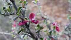 Indigofera obcordata