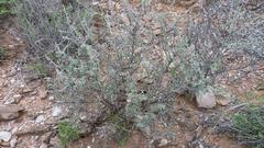 Indigofera obcordata