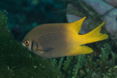 Neoglyphidodon nigroris