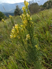 Linaria biebersteinii