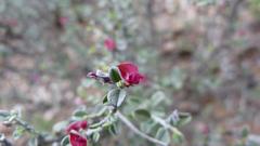 Indigofera obcordata