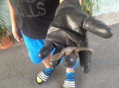 Elgaria multicarinata