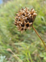 Dianthus capitatus