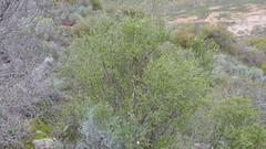 Indigofera nigromontana