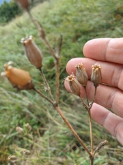 Silene noctiflora