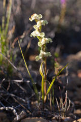 Disperis circumflexa circumflexa
