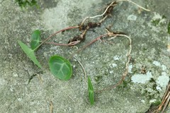 Pyrola renifolia