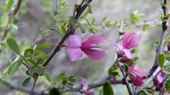 Indigofera nigromontana