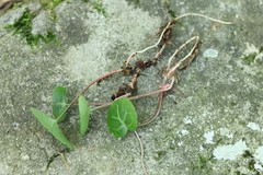 Pyrola renifolia