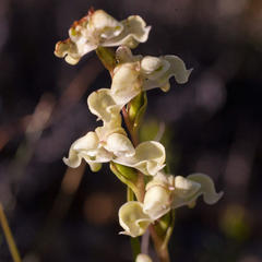 Disperis circumflexa circumflexa