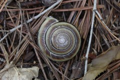 Karaftohelix maackii