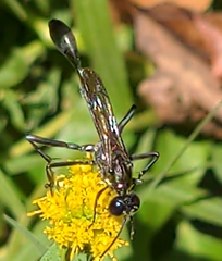 Eremnophila aureonotata