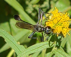 Eremnophila aureonotata