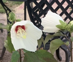 Hibiscus moscheutos