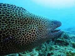 Gymnothorax favagineus