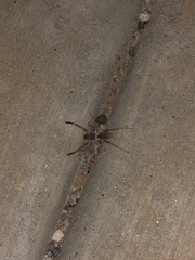 Eremobatinae