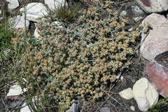 Helichrysum tinctum