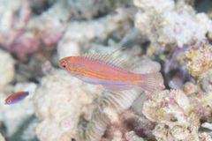 Paracheilinus filamentosus