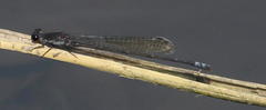 Pseudagrion commoniae nigerrimum