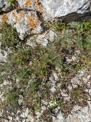 Galium xeroticum