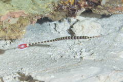 Dunckerocampus dactyliophorus