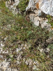 Galium xeroticum