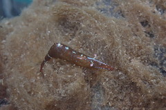 Heptacarpus franciscanus