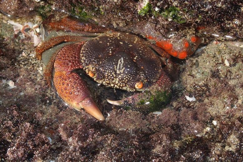 Red-eyed Reef Crab