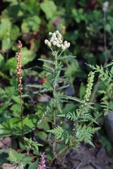 Achillea ptarmicoides