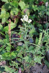 Achillea ptarmicoides