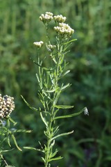 Achillea ptarmicoides