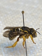Trachusa dorsalis