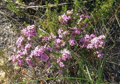 Acmadenia maculata