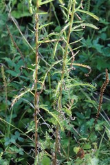 Achillea ptarmicoides