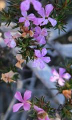 Acmadenia maculata
