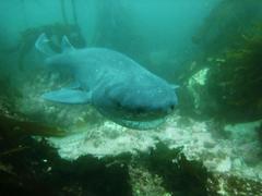 Notorynchus cepedianus