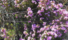 Acmadenia maculata