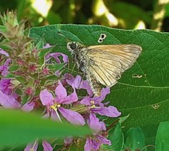 Ochlodes sylvanus