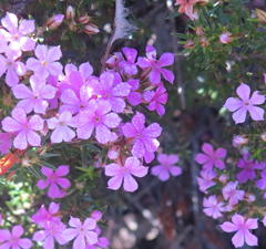 Acmadenia maculata